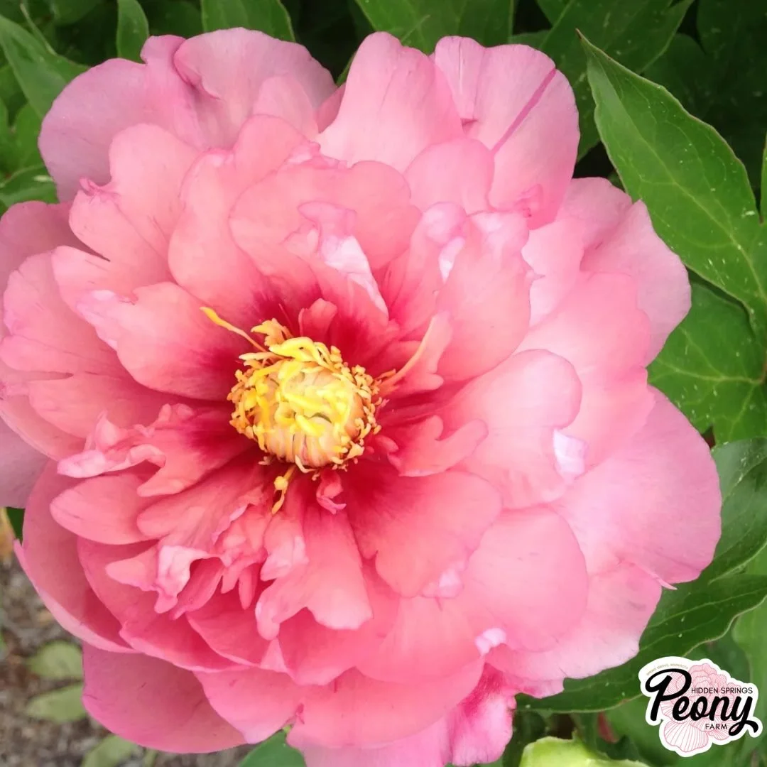 Garden Candy® Strawberry Swirl™ Itoh Peony — Hidden Springs Peony Farm